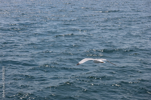 Seagull over the Mediterranean sea © Sergei Timofeev