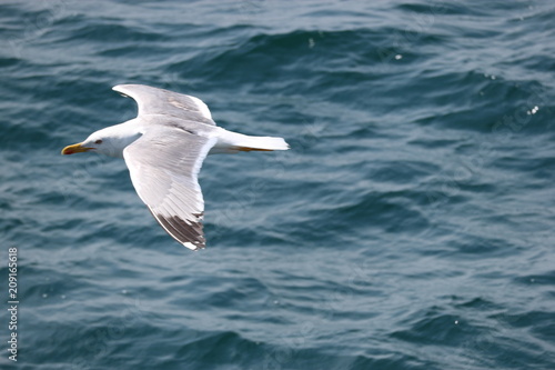 Seagull over the Mediterranean sea