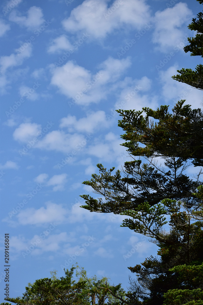 初夏の青空と針葉樹