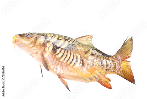 Fish carp