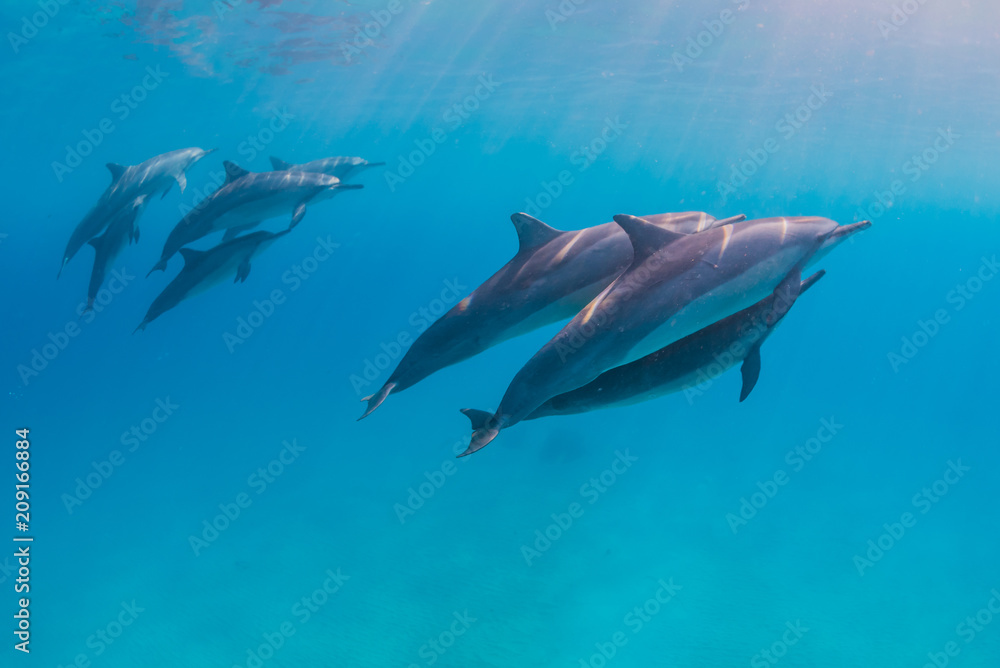 Dolphin pod swimming near surface