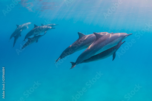 Dolphin pod swimming near surface