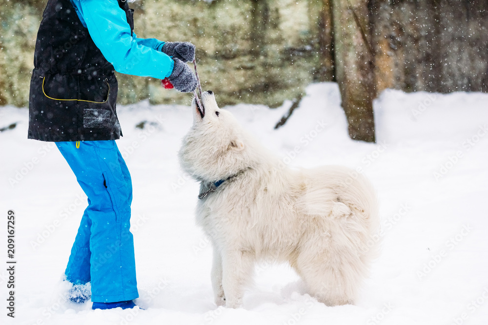 A beautiful samoyed dog plays with a girl in winter