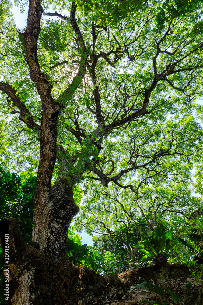 Obraz premium Tree
