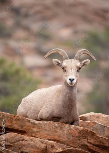 Desert big horned sheep laying down while keeping watch on the surrounding area in canyon country of Zion National park with red rock sandstone cliffs in the background.