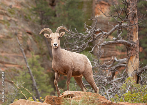Desert big horned sheep in canyon country of Zion National park with red rock sandstone cliffs and ponderosa pine in the background.