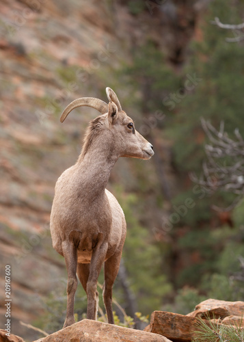 Desert big horned sheep standing on an outcrop and looking over it s shoulder in canyon country of Zion National park with red rock sandstone cliffs in the background.