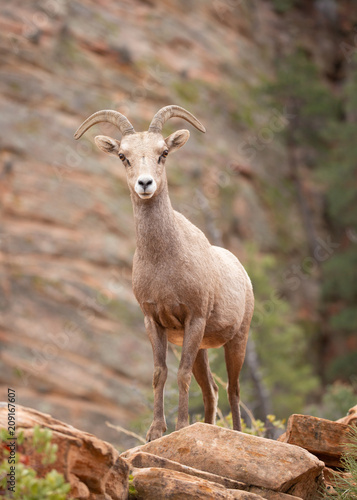 Desert big horned sheep standing on an outcrop and looking towards the camera in canyon country of Zion National park with red rock sandstone cliffs in the background.