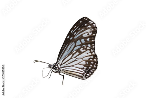 The Common Glassy Tiger Butterfly isolated on white background