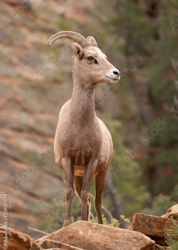 Desert big horned sheep standing on an outcrop and looking towards the right in canyon country of Zion National park with red rock sandstone cliffs in the background.