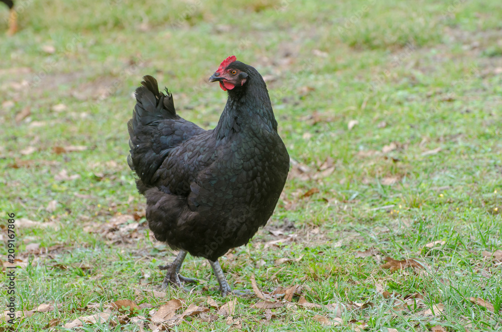 Barn Yard Rooster