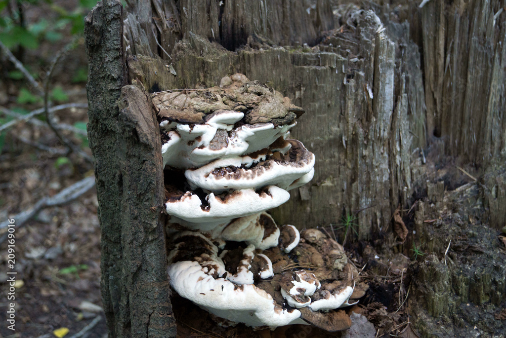 Naklejka premium трутовик на пне
