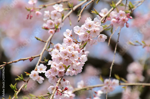 南泉寺の平七桜（福島県・南会津町） © tk2001