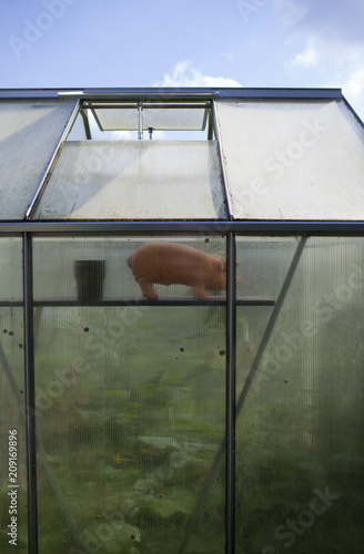 money bank pig in a greenhouse photo
