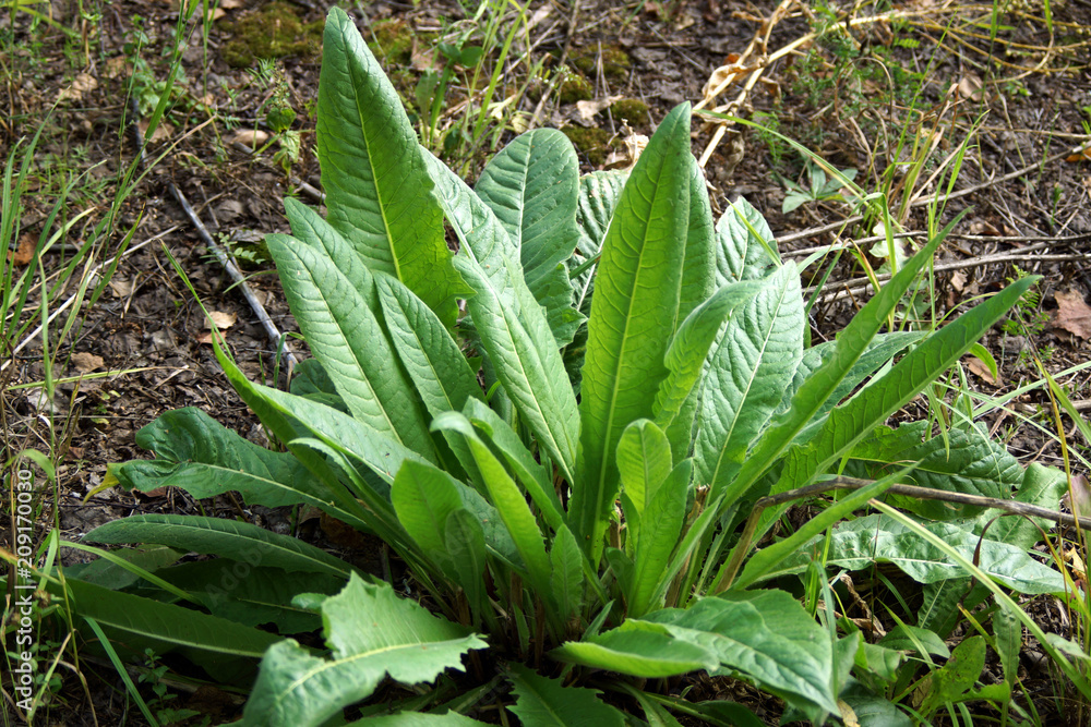 Obraz premium лесное растение