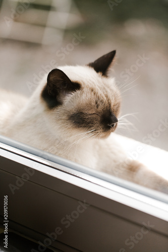 Close up of thai cat seen through closed window's glass photo