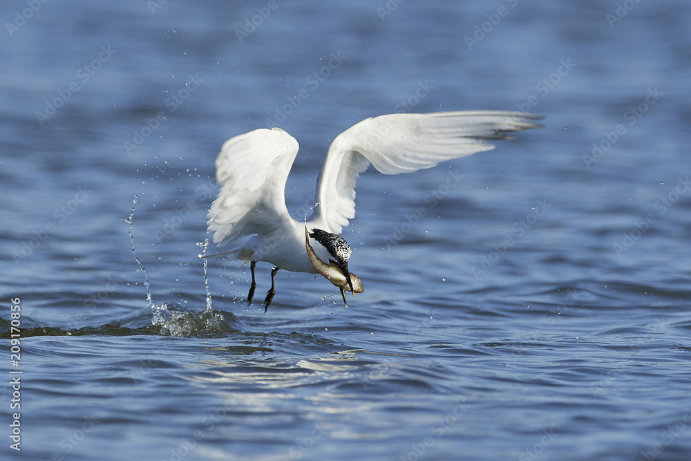 Sandwich tern (Thalasseus sandvicensis) Sandwich tern (Thalasseus sandvicensis)