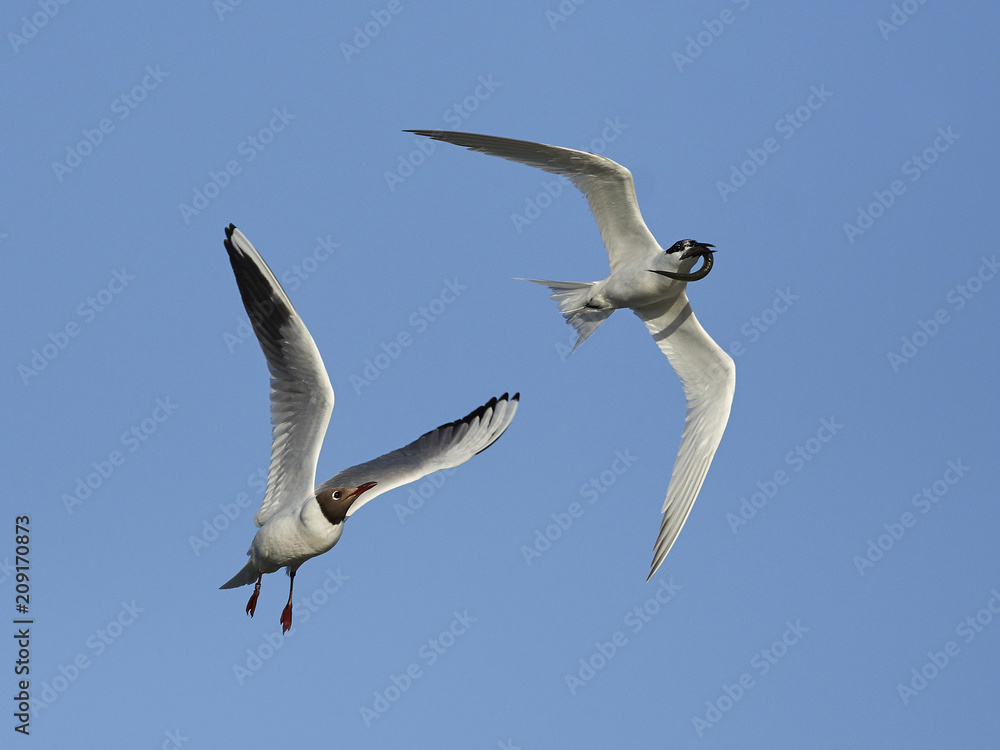 Fototapeta premium Sandwich tern (Thalasseus sandvicensis)