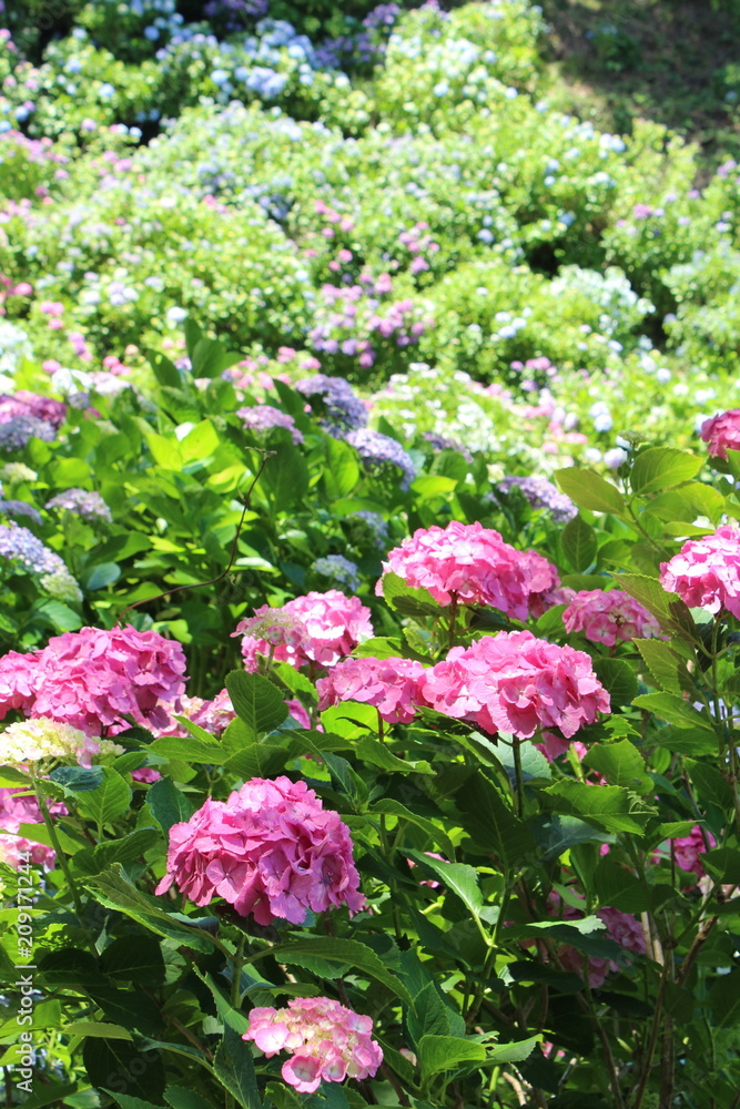 下田の紫陽花まつり