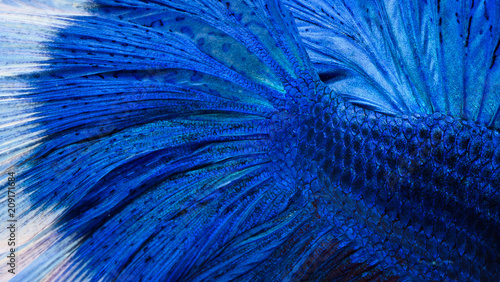 Photography Fighting fish, colorful background, Halfmoon betta fish