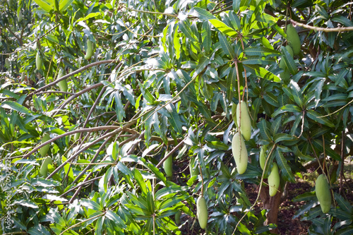 Mango tree fruit nature 