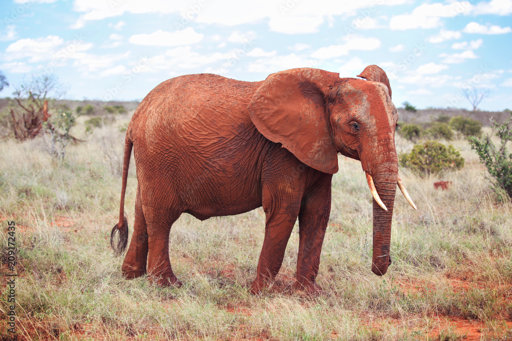 African bush elephant (Loxodonta africana) covered with red dust walking on low dry grass field. Tsavo East, Kenya