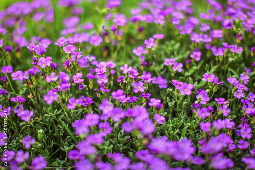 Shallow depth of field photo (only couple of petals in focus) of purple flowers - and green stalks. Abstract spring background. Shallow depth of field photo (only couple of petals in focus) of purple flowers - and green stalks. Abstract spring background.