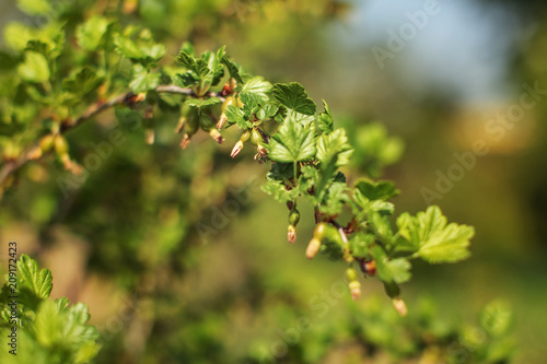 Young green branch with gooseberry fruit and leaves. Shallow depth of field, only one berry in focus. Abstract spring garden background.
