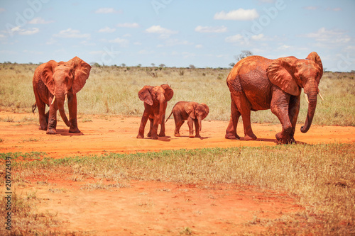 Family of African bush elephants (Loxodonta africana) covered with red dust, walking on dry savanna. Tsavo East national park, Kenya.
