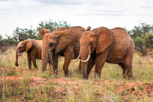 Three African bush elephants  Loxodonta africana   walking on savanna with some trees in background. Amboseli national park  Kenya.