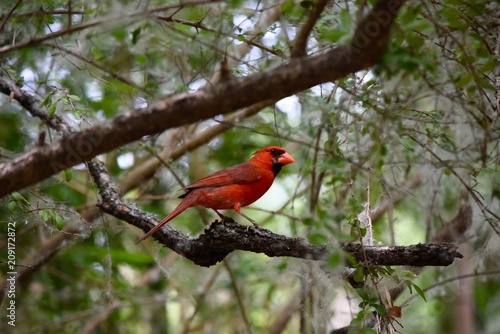 Cardinal