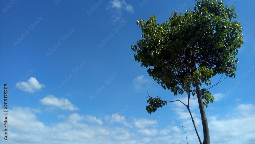 Obraz premium A tree under the sky