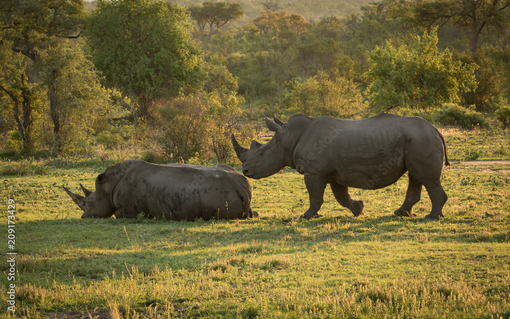 Two adult White Rhino in beautiful back light. Two adult White Rhino in beautiful back light.