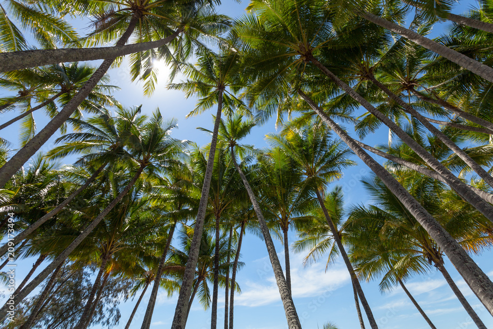 Fototapeta premium Palm trees on the beach of Palm Cove in Australia