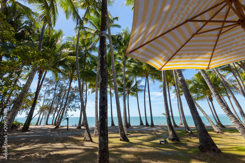 Palm trees on the beach of Palm Cove in Australia photo