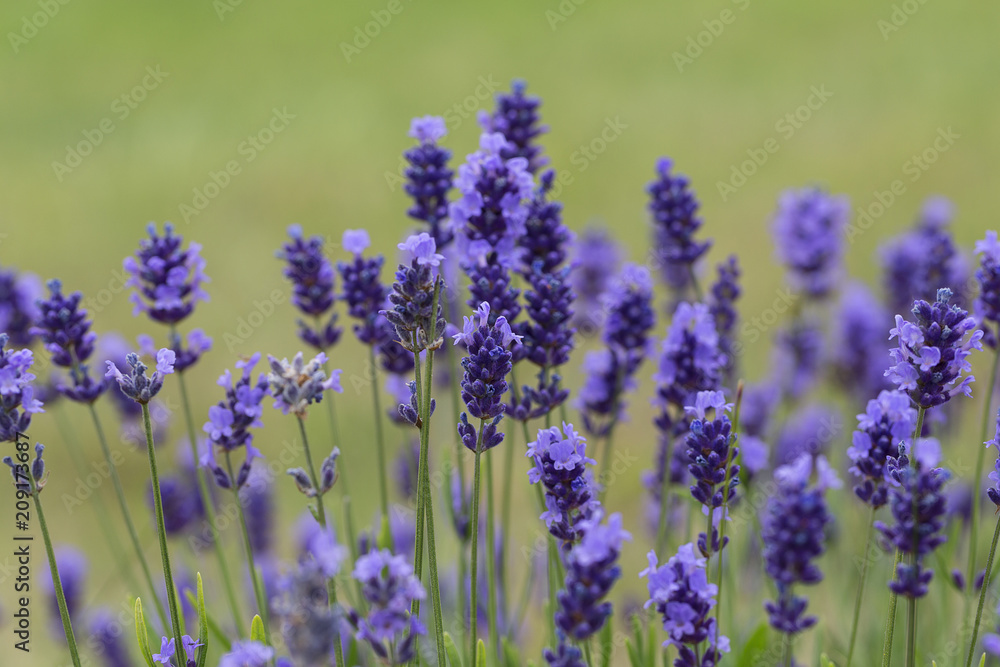 Lavender flowers blooming in the garden, beautiful lavender field Lavender flowers blooming in the garden, beautiful lavender field