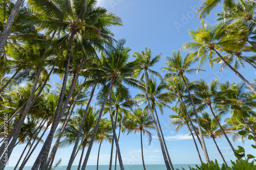 Photo Palm trees on the beach of Palm Cove in Australia