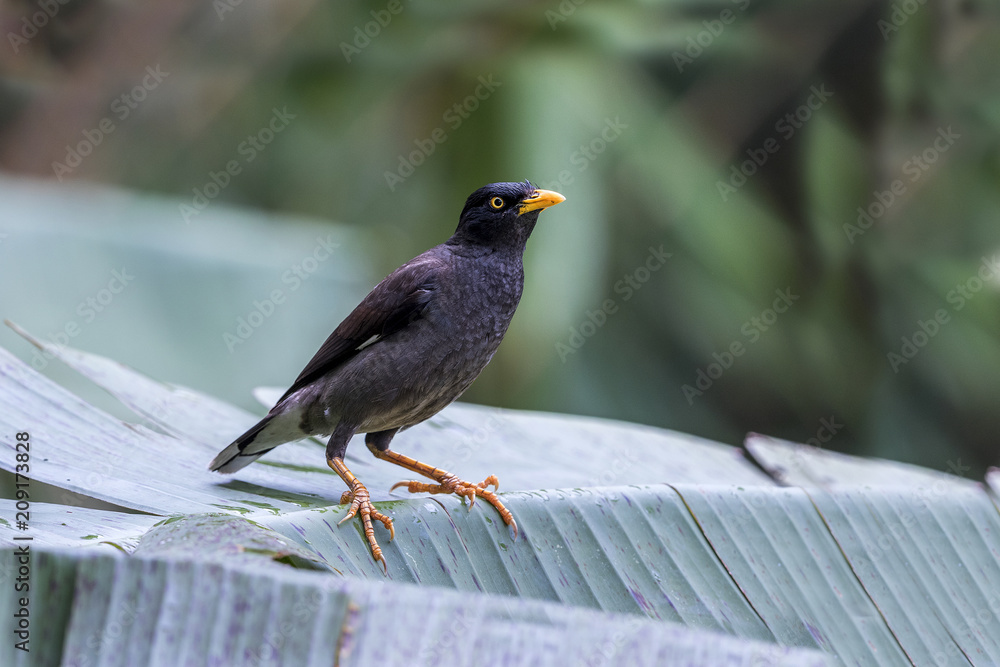 Javan myna (Acridotheres javanicus) is mainly black with brownish-black wings standing on banana leaf Javan myna (Acridotheres javanicus) is mainly black with brownish-black wings standing on banana leaf