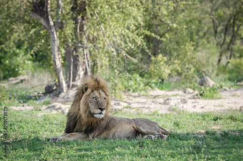 Beautiful big male lion resting in shade.