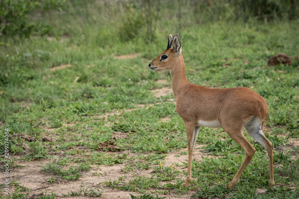 Tiny Steenbuck ram looking very alert.