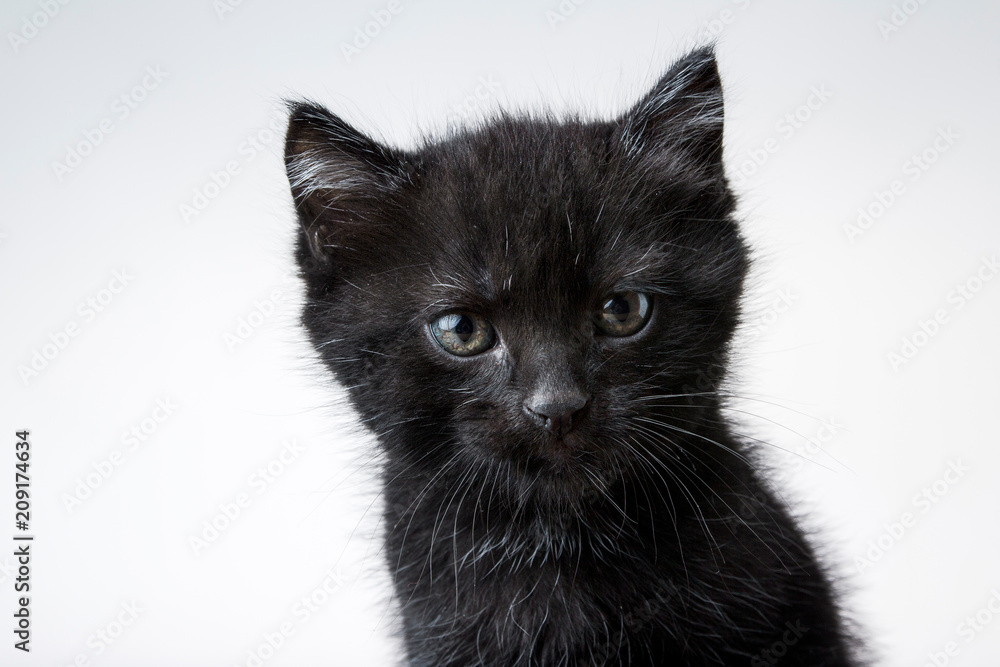Black kitten on a reflective table with white background Black kitten on a reflective table with white background