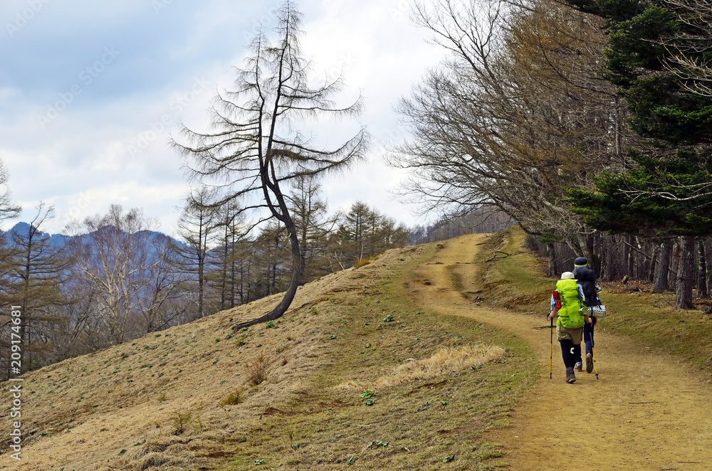 Fototapeta premium 雲取山のダンシングツリー