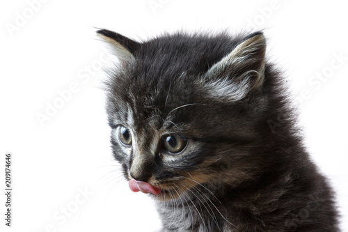 Young kitten licking his nose with white background