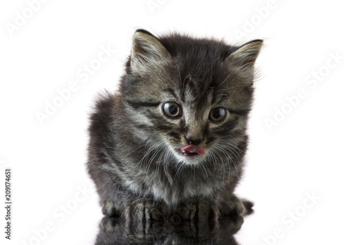 Young kitten on a reflective table with white background