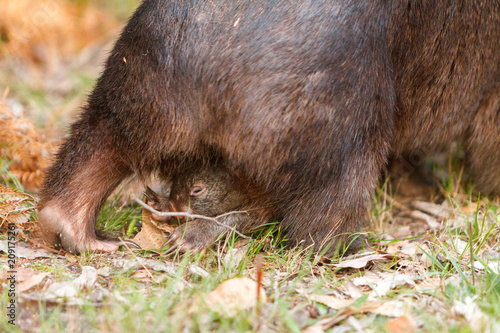 Photos Australian wombat  carrying a baby in her pouch