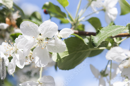 Apple blossom flowers in spring