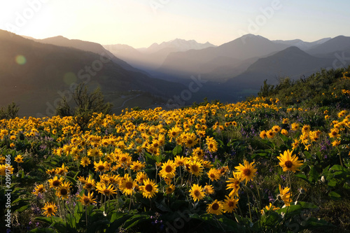 Arnica and Lupine wildflowers in meadows at sunrise. Beautiful landscape with wild sunflowers in Cascade Mountains. Winthrop. Washington State. United States of America.
