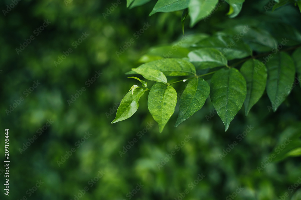 The roadside tree is used as a background. The roadside tree is used as a background.