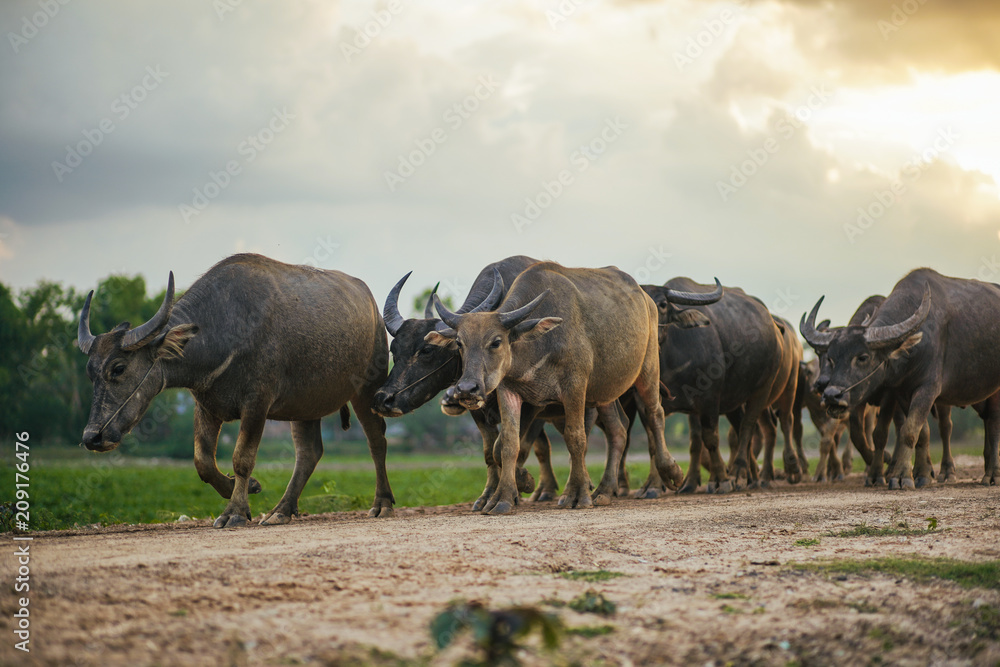 Buffalo walk home. Buffalo in Thailand. Buffalo walk home. Buffalo in Thailand.