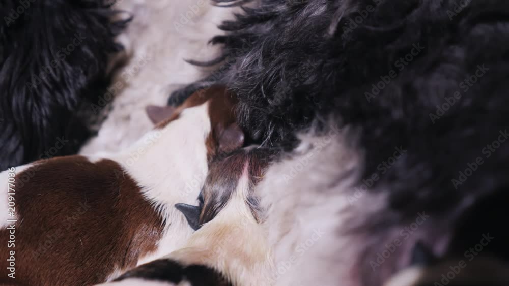 Two newborn puppies eat mother's milk. Feeding babies pets Two newborn puppies eat mother's milk. Feeding babies pets